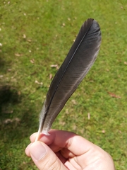Gymnorhina tibicen