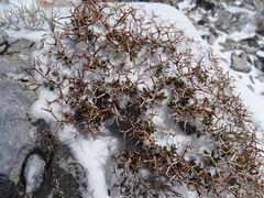 Euphorbia acanthothamnos