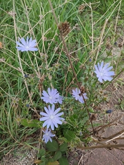 Cichorium intybus