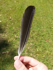Gymnorhina tibicen