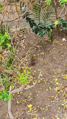 Cossypha natalensis natalensis