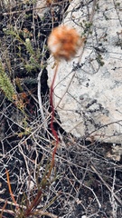 Ursinia paleacea
