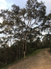 Eucalyptus leucoxylon