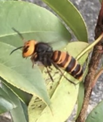 Vespa mandarinia japonica