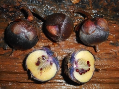 Theaceae