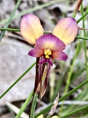 Diuris longifolia