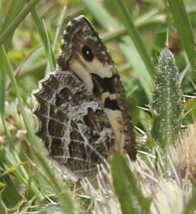 Chazara heydenreichi