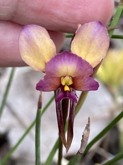 Diuris longifolia