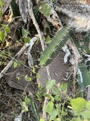 Acanthocereus