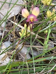 Diuris longifolia