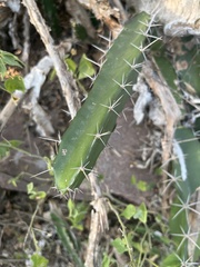 Acanthocereus