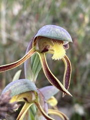 Lyperanthus serratus