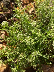 Lepidium