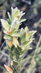 Gnidia nodiflora
