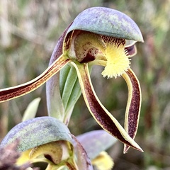 Lyperanthus serratus