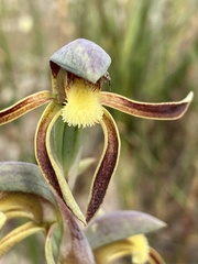 Lyperanthus serratus