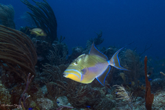 Balistes vetula