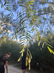 Prosopis glandulosa