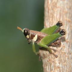 Lophothericles euchore