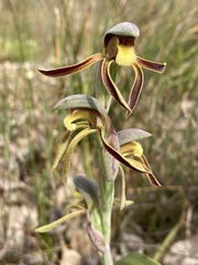 Lyperanthus serratus