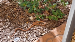 Pantherophis guttatus