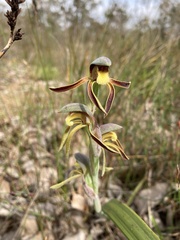 Lyperanthus serratus