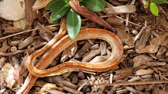 Pantherophis guttatus