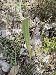 Lyperanthus serratus