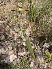 Lyperanthus serratus