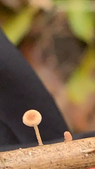 Mycena acicula
