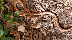 Pantherophis guttatus