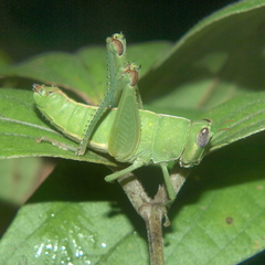 Lophothericles burri