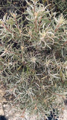 Leucadendron galpinii