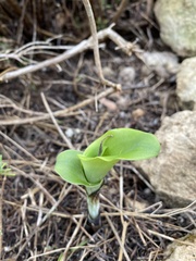 Bonatea speciosa