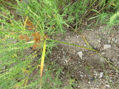 Cyperus spectabilis