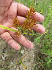 Cyperus spectabilis