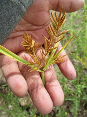 Cyperus spectabilis