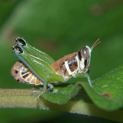 Lophothericles burri