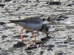 Charadrius placidus
