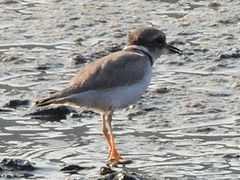 Charadrius placidus