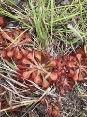 Drosera natalensis