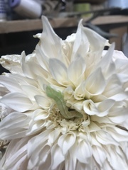 Chrysodeixis chalcites