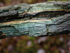 Chlorociboria