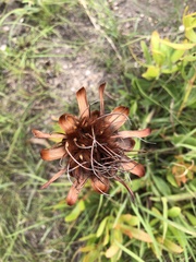 Protea caffra caffra