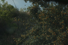Crataegus mexicana