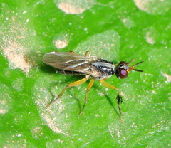Anaphalantus longicornis
