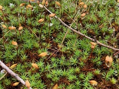 Polytrichum
