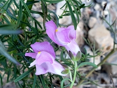 Antirrhinum tortuosum