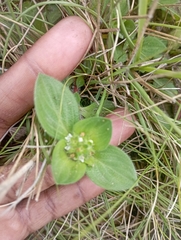 Richardia brasiliensis