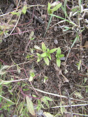 Melampodium strigosum